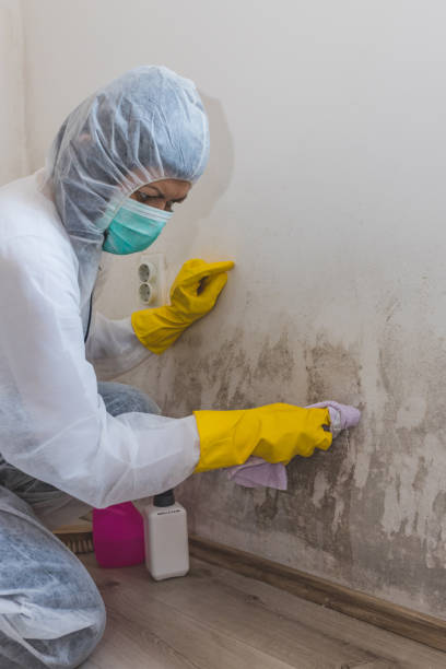 Best Mold Odor Removal Services  in Flushing, MI